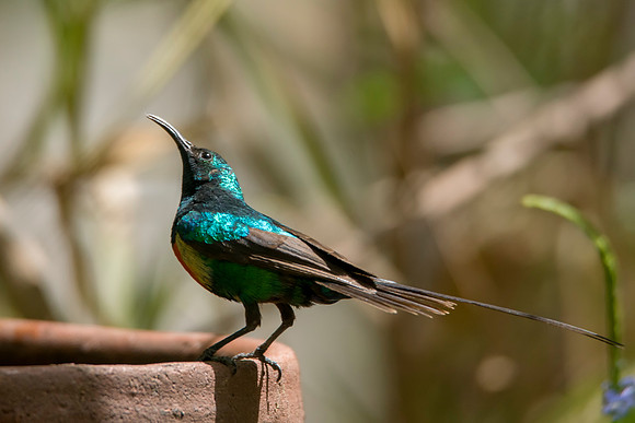 003 Sunbird © Bob Riach