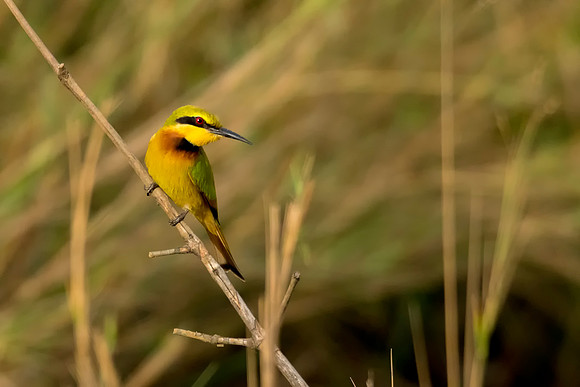 2 Bee Eaters  © Bob Riach