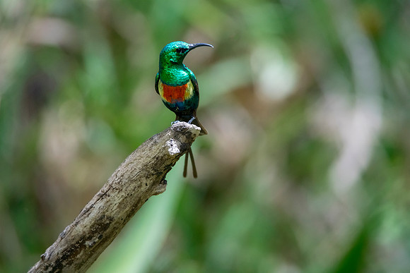 004 Sunbird © Bob Riach