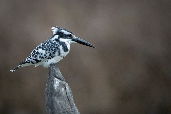 001 Pied Kingfisher © Bob Riach