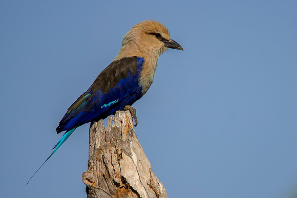 002 Roller © Bob Riach