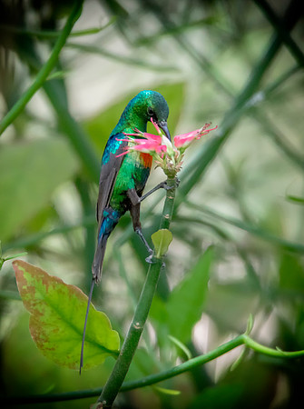 005 Sunbird © Bob Riach