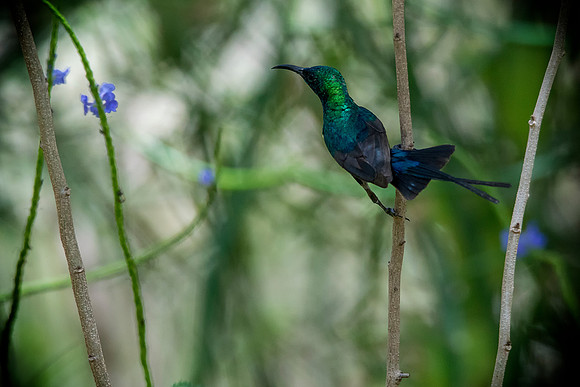 006 Sunbird © Bob Riach