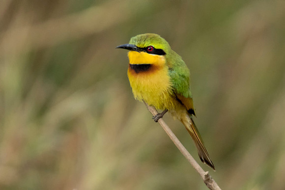 Bee Eater © Bob Riach