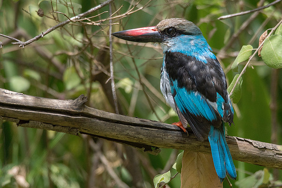Blue Brested  Kingfisher Dive © Bob Riach