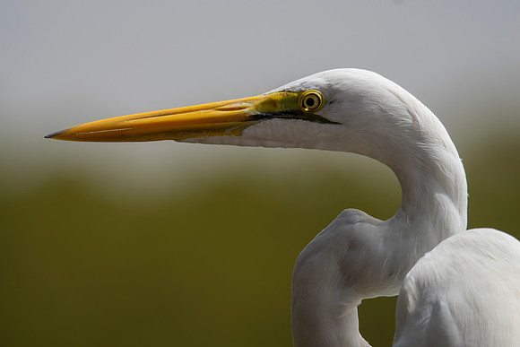 Egret Portrait © Bob Riach