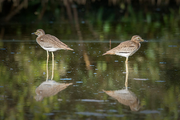 Eurasian Thick Knee Not Speaking © Bob Riach