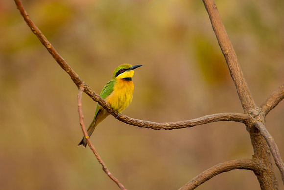 Little Bee Eater © Bob Riach
