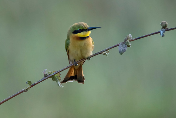 Little Bee Eater 2 © Bob Riach