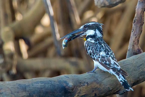 Pied Kingfisher With Fish © Bob Riach