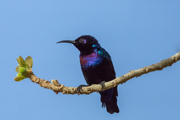 Splendid Sunbird © Bob Riach