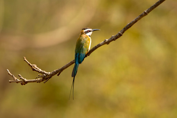 White-Throated Bee Eater © Bob Riach