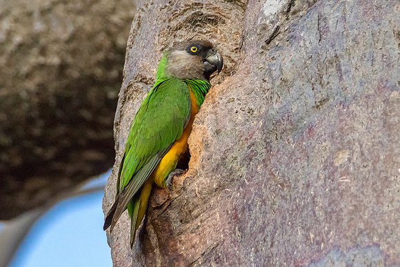 African Parrot @ Jo Bird
