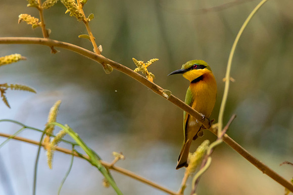 Bee Eater malik @ Jo Bird