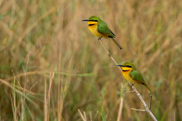 Bee Eaters Duet @ Jo Bird