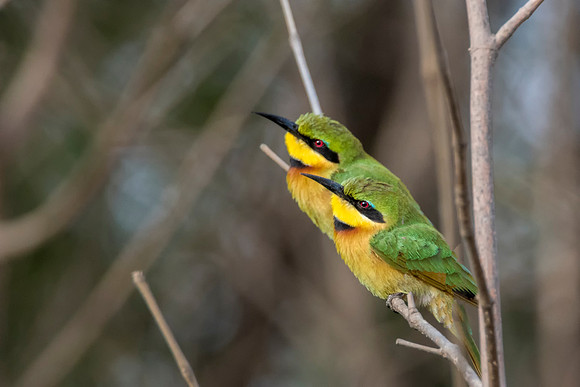 Bee eater Duet @ Jo Bird