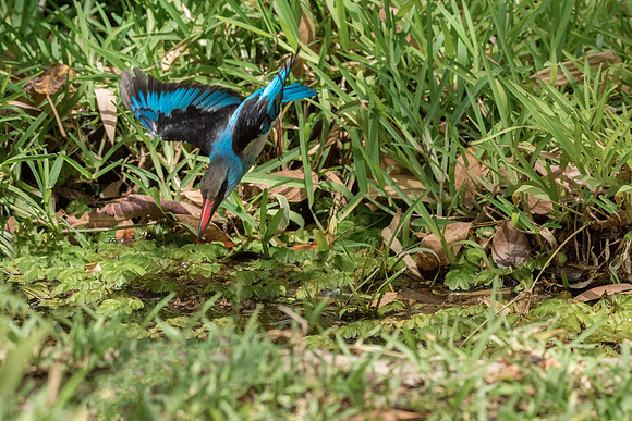 Blue breasted Kingfisher diving 2 @ Jo bird