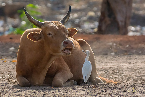 Cow and Cattle Egret @ Jo Bird