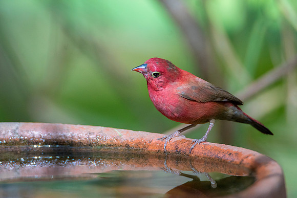 Firefinch @ Jo BIrd