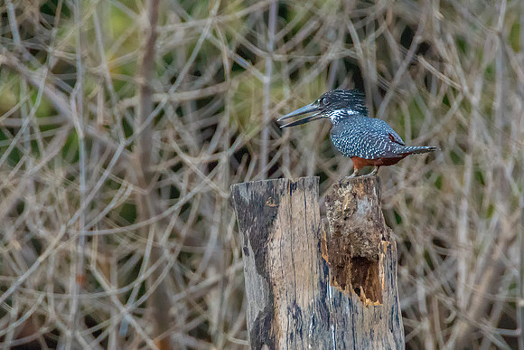 Giant Kingfishers @ Jo Bird