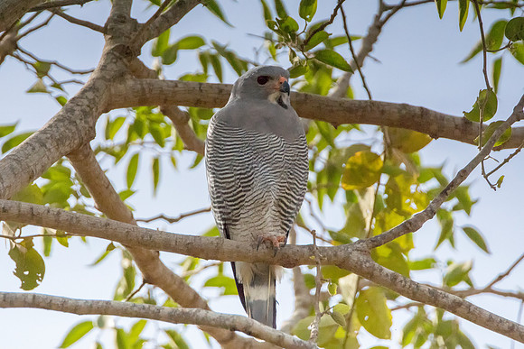 Lizzard Hawk@ Jo Bird