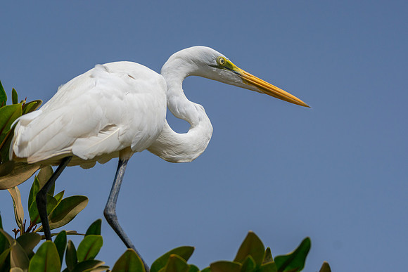 Mandina Egret 2 @ Jo Bird