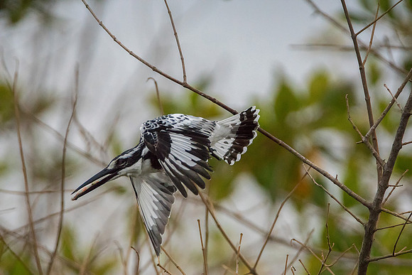 Pied Kingfisher@ Jo Bird