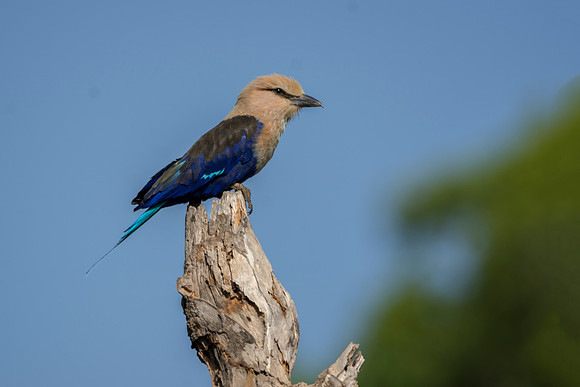 Roller perching @ Jo bird