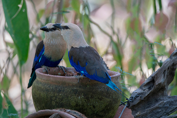 Rollers on pot@ Jo Bird