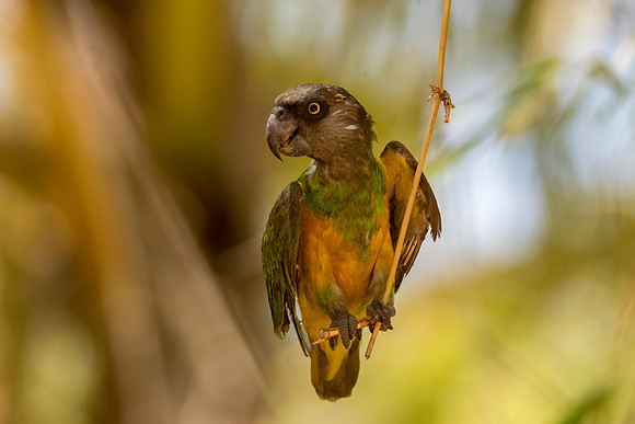 Senegal Parrot @ Jo Bird