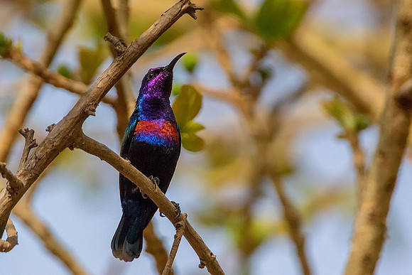 Splendid Sunbird@ Jo Bird