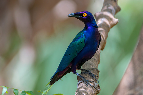 Starling 1 @ Jo Bird