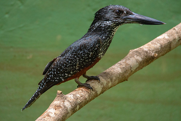 Giant Kingfisher  © Bob Riach