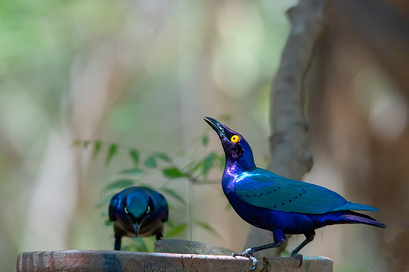 0055  Glossy Starling © Bob Riach