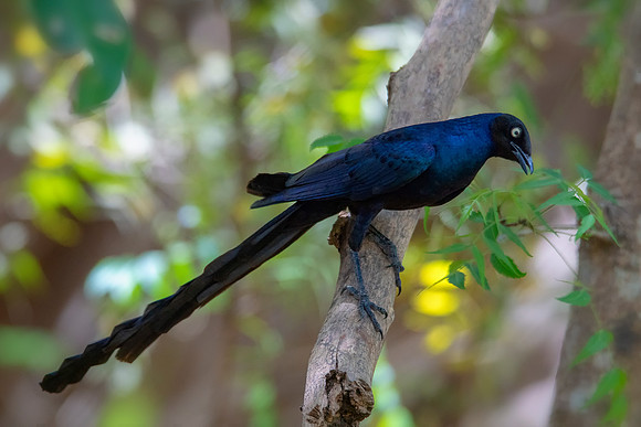 0003 Long Tailed  Glossy Starling © Bob Riach
