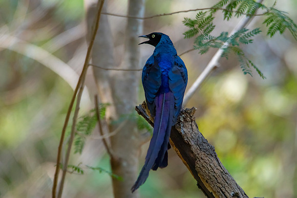 Long Tailed  Glossy Starling © Bob Riach