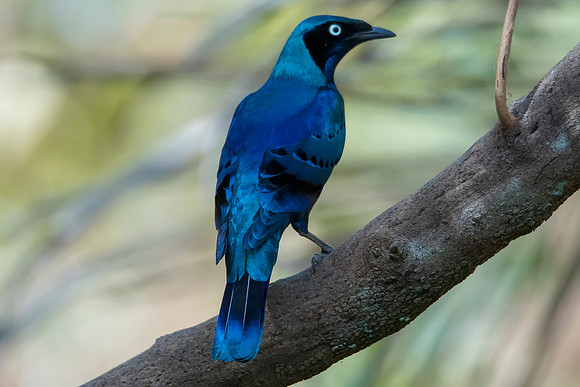Splended Glossy Starling © Bob Riach