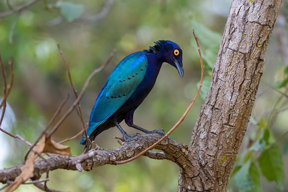 Purplle Glossy Starling © Bob Riach