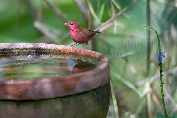 Firefinch © Bob Riach