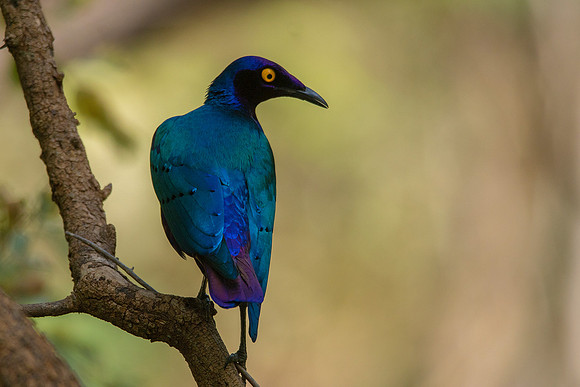 010 African Starling © Bob Riach