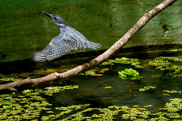 006 Giant Kimgfisher © Bob Riach