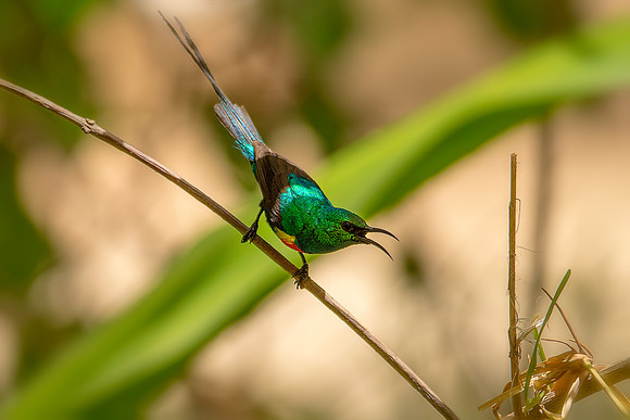 Beautiful Sunbird © Bob Riach