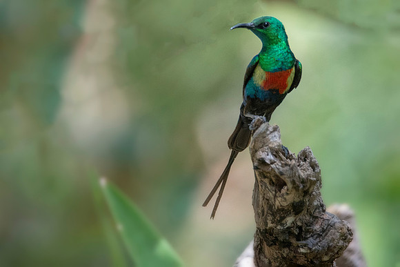 002 Beautiful Sunbird © Bob Riach