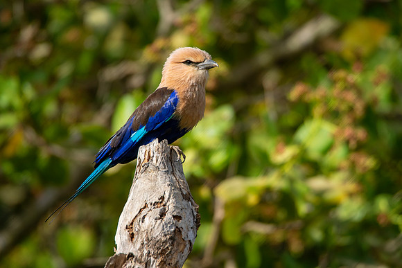 Blue Bellied Roller © Bob Riach