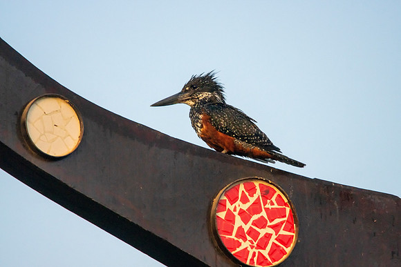 0989 Giant Kingfisher © Bob Riach