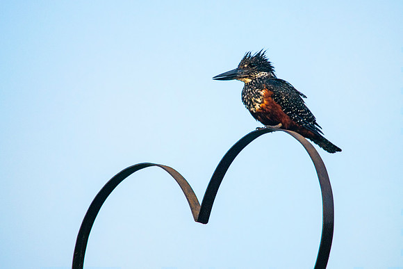 Giant Kingfisher Love © Bob Riach