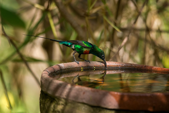 Splendid Sunbird © Bob Riach