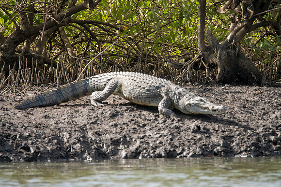Crocodile © Bob Riach
