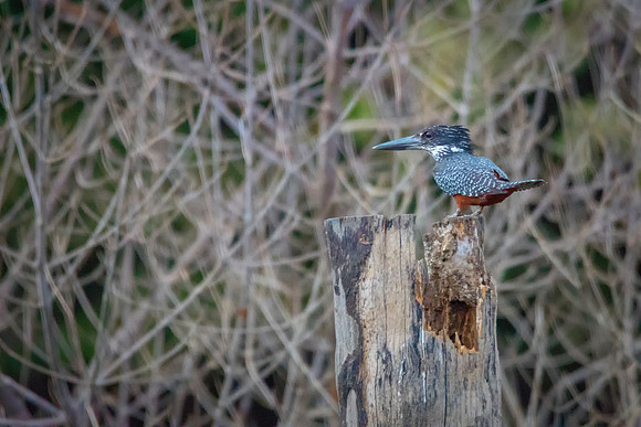 Giant Kingfisher © Bob Riach