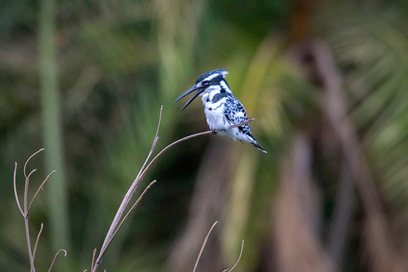 002 Pied Kingfisher © Bob Riach